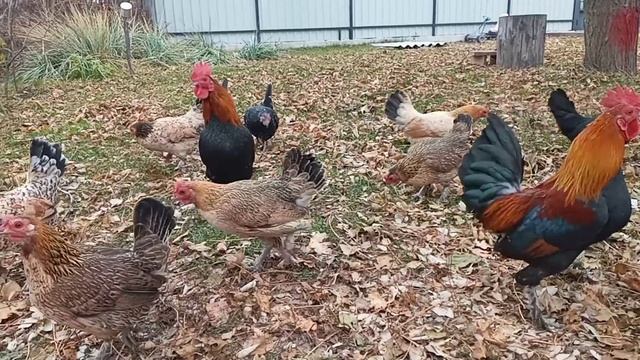 Куры бентамка, ручные петушки смотреть онлайн