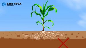 Подготовка почвы к посеву Кукурузы.