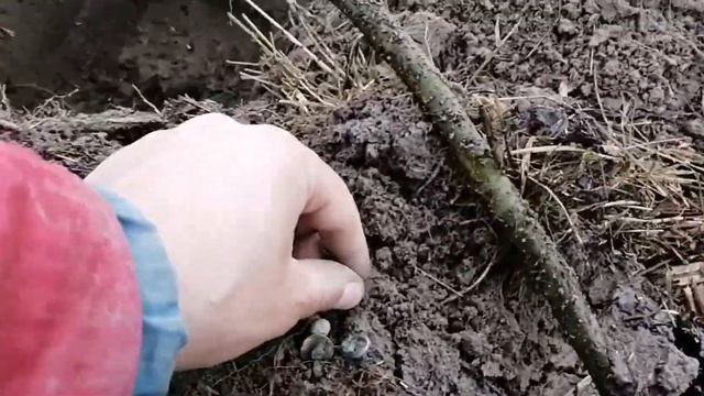 №98 ОПЯТЬ НАШЁЛ НА ПОЛЯНКЕ СЕРЕБРО И ДАЖЕ ЧЕРМЕТ. смотреть онлайн