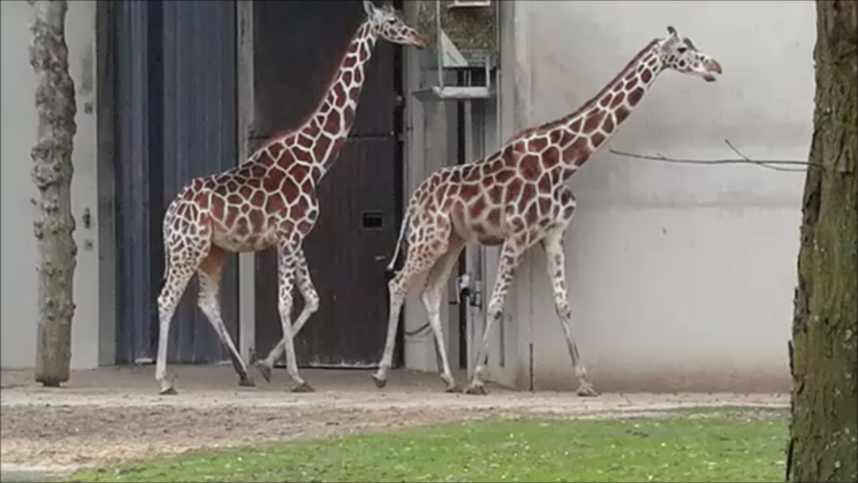 В зоопарке живут разные животные…
