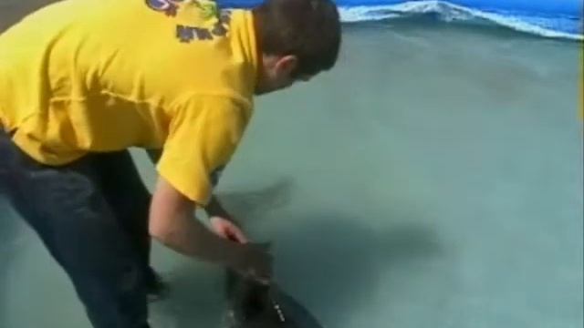 Забор крови у дельфина