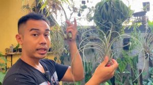 Tips MEMPERBANYAK TILLANDSIA  #tillandsia #airplants #plantsmakepeoplehappy