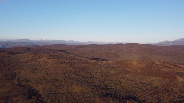 Девочка подкармливала стаю диких собак, которые вскоре спасли её от негодяя смотреть онлайн