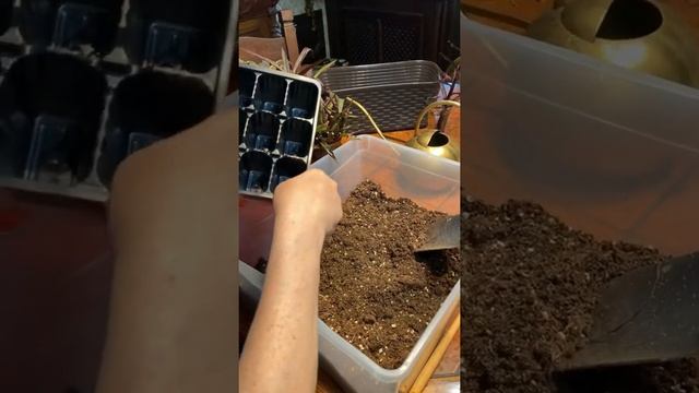 Лобелия / Лобелия многолетняя / Укореняем лобелию / Как укоренить лобелию?