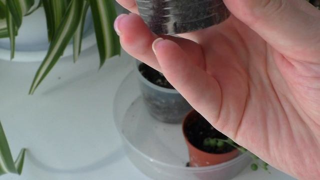 Комнатные растения ? И снова новинки ? Крестовник Роули Очиток Моргана смотреть онлайн