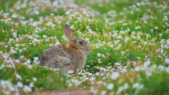 Baby Animals 4K (60 FPS) - Adorable Baby Animals Compilation With Relaxing Music смотреть онлайн