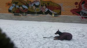 Дрессировка Добермана обучение команде место.