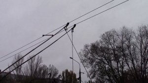 Подключение троллейбуса к контактной сети г Тольятти