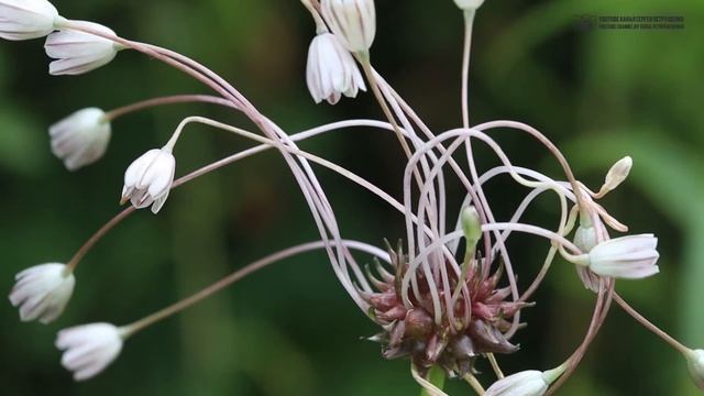 Цветы Донского края. Часть 12. Плакун-трава под покровом лоха. // Clever Cricket смотреть онлайн
