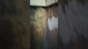 Обработка стены от плесени