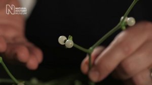 Mistletoe (Viscus album) | Natural History Museum