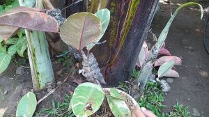 Panen hasil cangkokan tanaman hias Ficus elastica ruby varigata