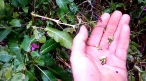 Поздний медонос шпокалка