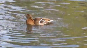 ТОП 5 Лучшие видео с утками. Утки ASMR Екатеринбург осень 2018.