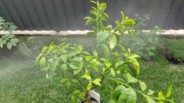 Дерево мандарина в домашних условиях. Полив. смотреть онлайн