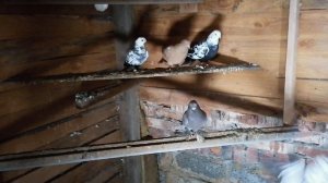 Голуби Виктора часть 4-ая. Бакинские голуби.#pigeons#чили# Считаем перья у широкохвостого!