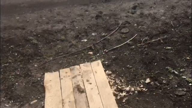 ГОЛУБИ