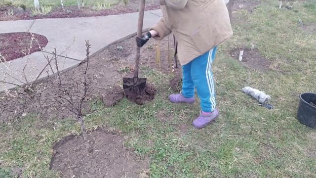 Живу в Україні. Мій садочок. Посадила троянди.