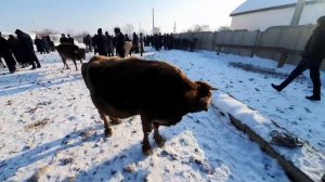 ИСКРА МОЛ БОЗОР МОЛАР АРЗОН