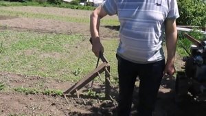 Прополка мотоблоком Нева картофеля.