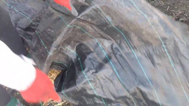 Ежевика сорт Натчез. Укрываем на зиму. смотреть онлайн