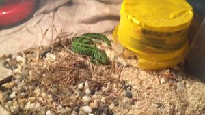 Чем питается прыткая ящерица 🦎 и два случая почему она не ест