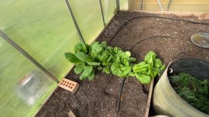 Raised Bed Prep, Planting, Sowing, Weeding