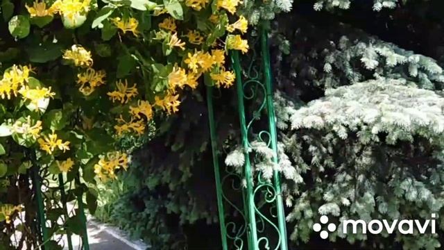 Цветущая Каприфоль и первая ягода #каприфоль смотреть онлайн