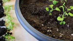 ПЕТУНИЯ БЕЗ ПИКИРОВКИ СУПЕР СПОСОБ ВЫРАЩИВАНИЯ !!!