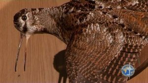 Таксидермия. Вальдшнеп.