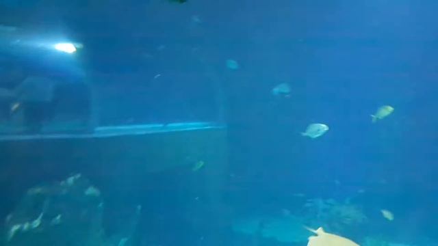 Ryby w wrocławskim afrykarium смотреть онлайн