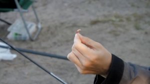 Тиляпия. Нововоронежские монстры.