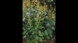 МАКЛЕЙЯ,  или БОККОНИЯ  MACLEAYA   (BOCCONIA)  сем. Маковые
