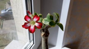 АДЕНИУМ. Коллекция редких адениумов #1. Адениум Butterfly, Peachy Pop и Mini Variegated leaves