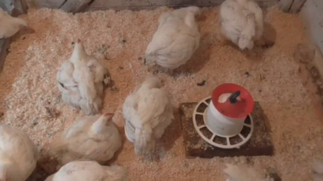 Бройлеры "Хаббард". Кормление.  Как правильно переводить бройлеров с одного корма на другой