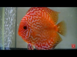 Дискусы с мальком, малек и разводня.