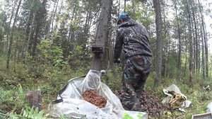 в одиночку в кедровник за орехом