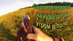 Охота с легавой на куропаток утром в поле