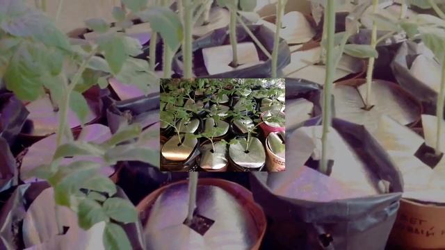 МУЛЬЧИРОВАНИЕ РАССАДЫ ФОЛЬГИРОВАННЫМ СПАНБОНДОМ. ИТОГИ. смотреть онлайн