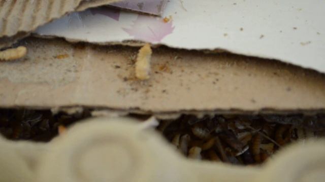 Criadero tenebrio molitor смотреть онлайн