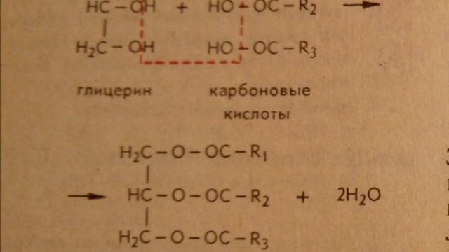 Жиры Получение жиров