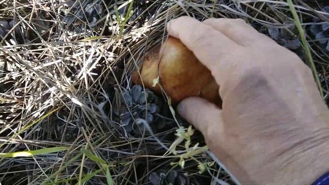 Гриб подберёзовик