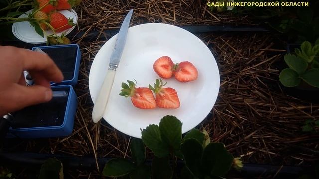 ЛУЧШИЕ СОРТА КЛУБНИКИ.Сорт клубники Флорида Бьюти