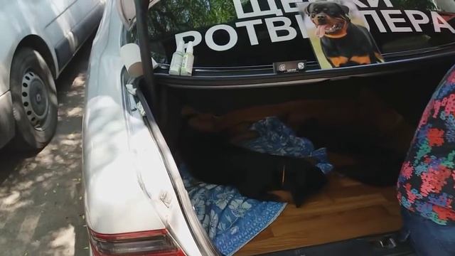 Собачий рынок. Староконный рынок. DOG TOP-5. Птичий рынок. Рынок животных. Кошки. Собака. Одесса. смотреть онлайн