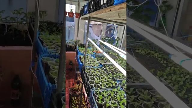 #петунии #лобелии #томаты #рассада #освещение смотреть онлайн