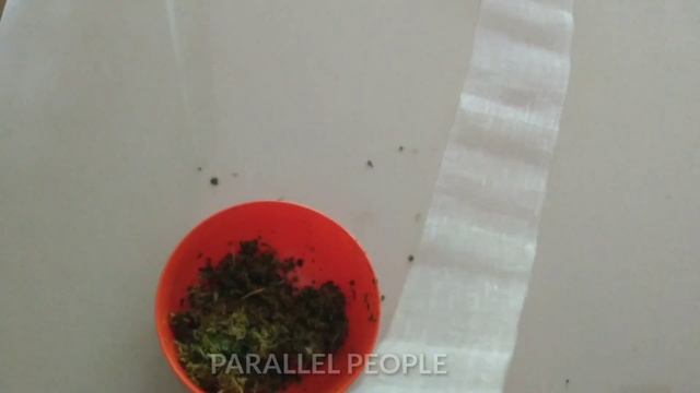 Homemade Mosquito Repellent ||natural mosquito repellent || How to make mosquito repellent