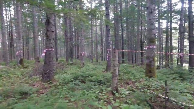 Разметка участка леса под вырубку