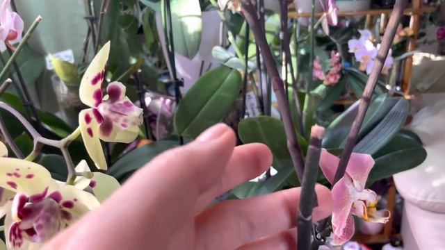 Наслаждаемся солнышком! Я и мои красотки орхидеи на подоконнике в зале… ?? смотреть онлайн