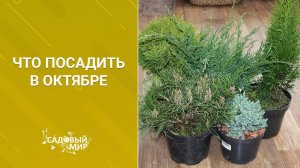 Что посадить в октябре