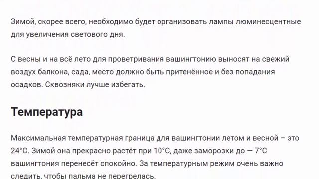 Вашингтония Красивые растения для дома и сада